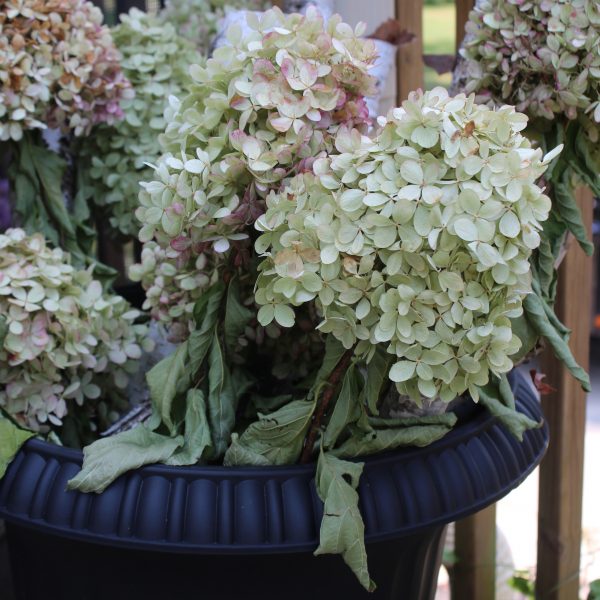How to dry limelight hydrangeas - easy and FREE fall decor!