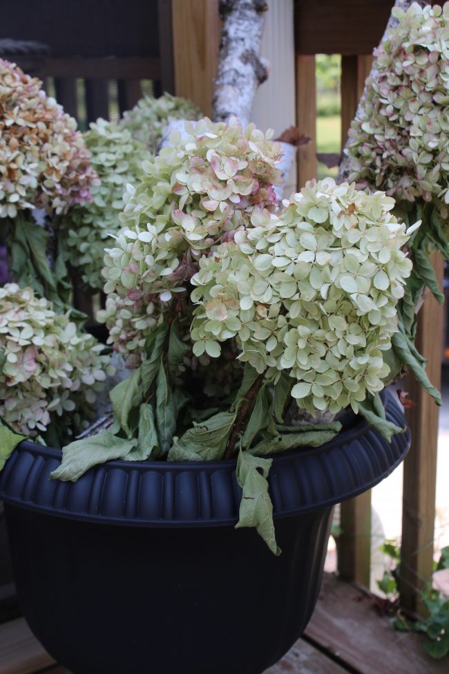 How to dry limelight hydrangeas - easy and FREE fall decor! - (Drying limelight hydrangeas)