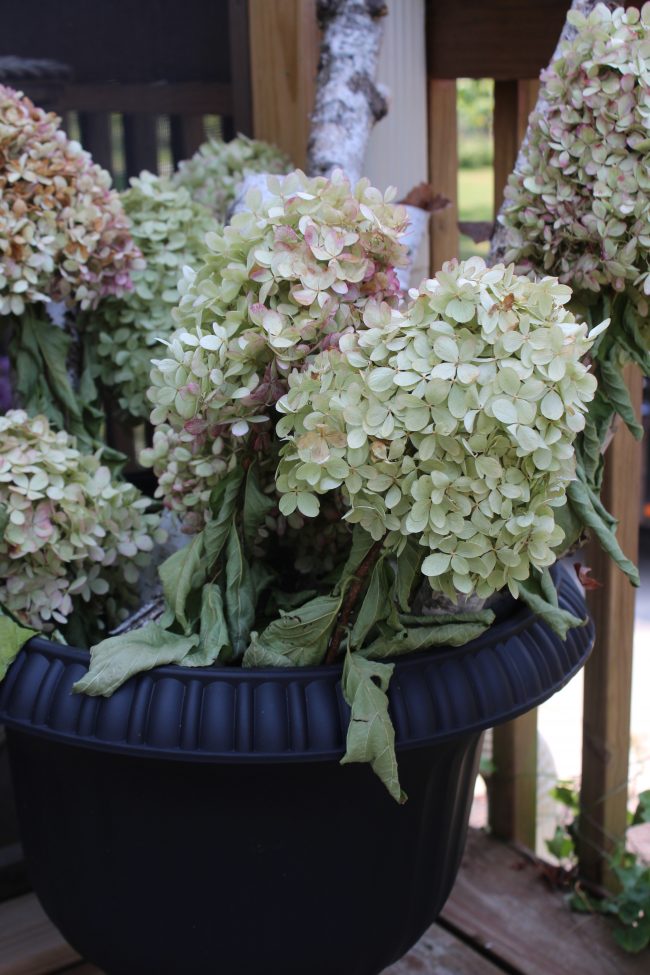 how to dry hydrangea - Lemon Grove Lane