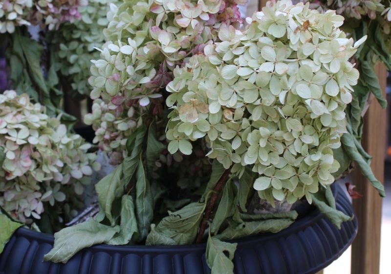 How to dry limelight hydrangeas - easy and FREE fall decor!