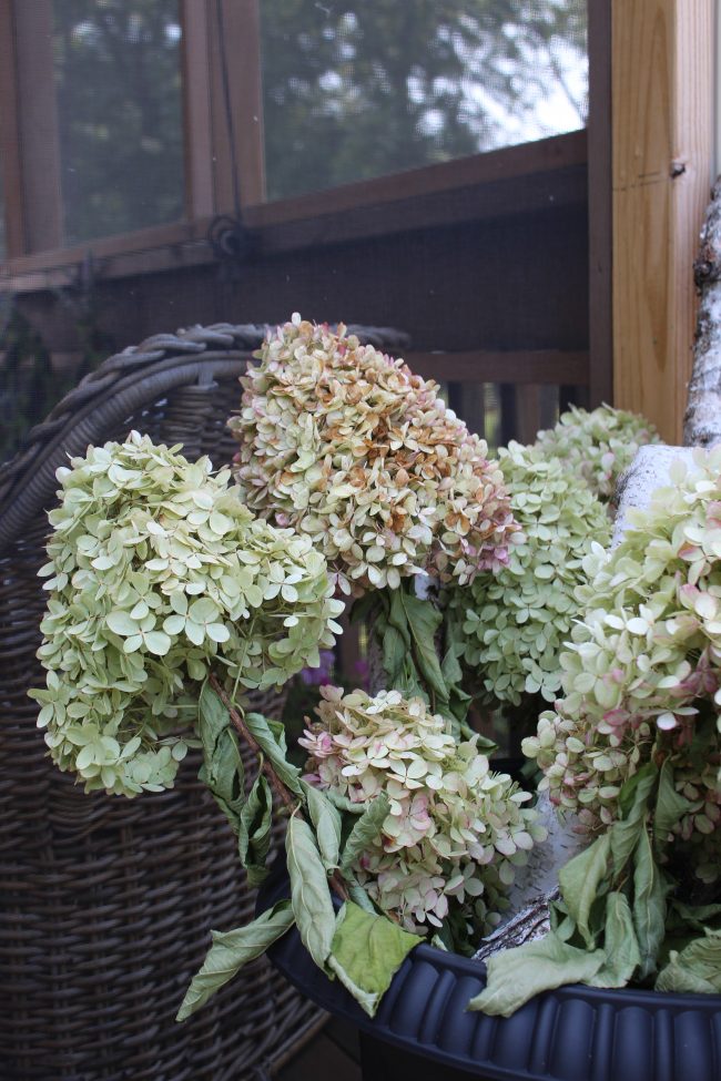 How to dry limelight hydrangeas - easy and FREE fall decor! - (Drying limelight hydrangeas)