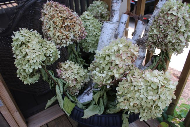 How to dry limelight hydrangeas - easy and FREE fall decor! - (Drying limelight hydrangeas)